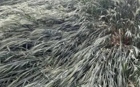 Rain, Hail Risk Raises Concerns for Wheat, Mustard Farmers in Rajasthan