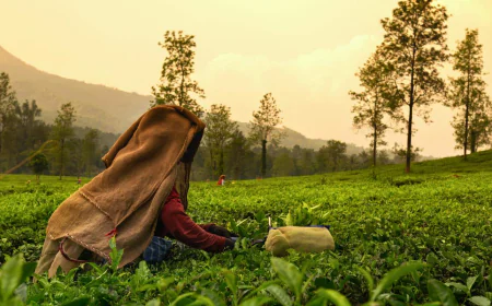 Explore India’s Most Beautiful Tea Plantations for a Peaceful Escape