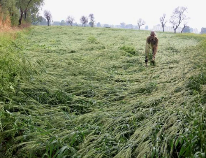 Govt activates relief process as farmers protest crop damage in Rajasthan