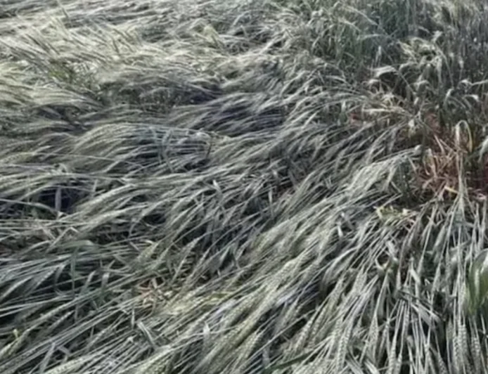 Rain, Hail Risk Raises Concerns for Wheat, Mustard Farmers in Rajasthan