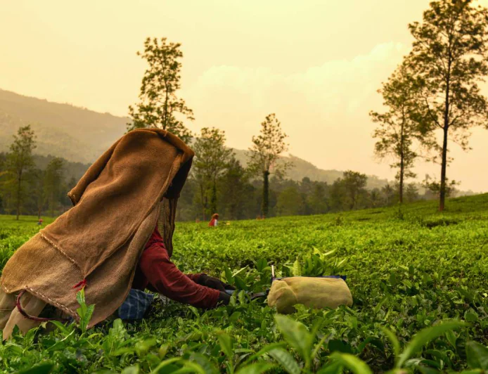 Explore India’s Most Beautiful Tea Plantations for a Peaceful Escape