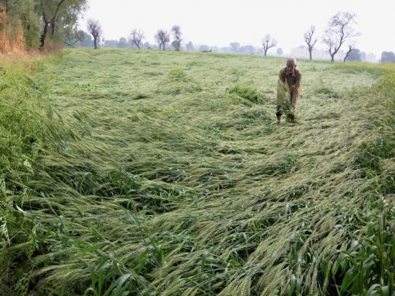 Govt activates relief process as farmers protest crop damage in Rajasthan
