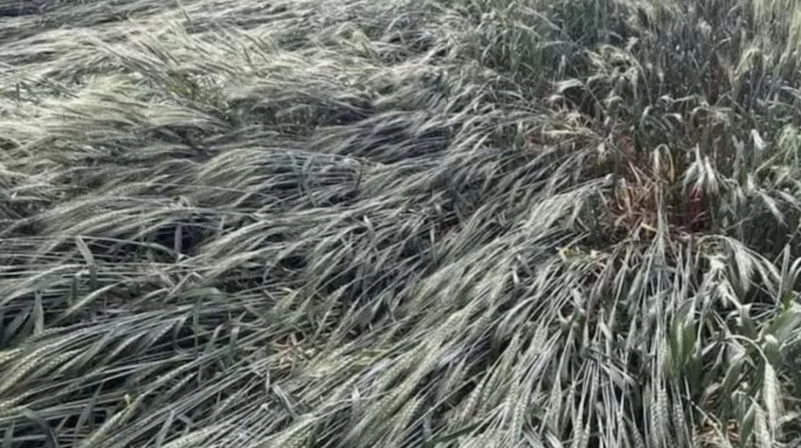 Rain, Hail Risk Raises Concerns for Wheat, Mustard Farmers in Rajasthan