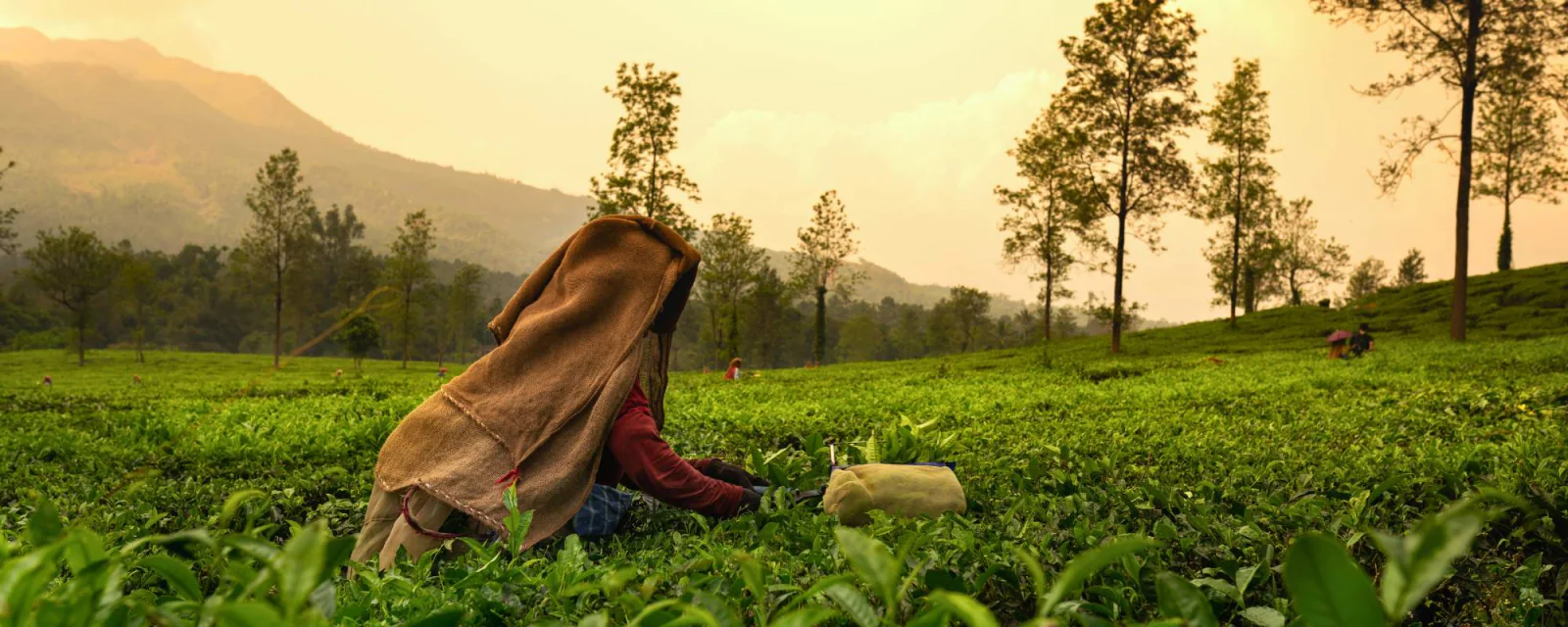 Explore India’s Most Beautiful Tea Plantations for a Peaceful Escape