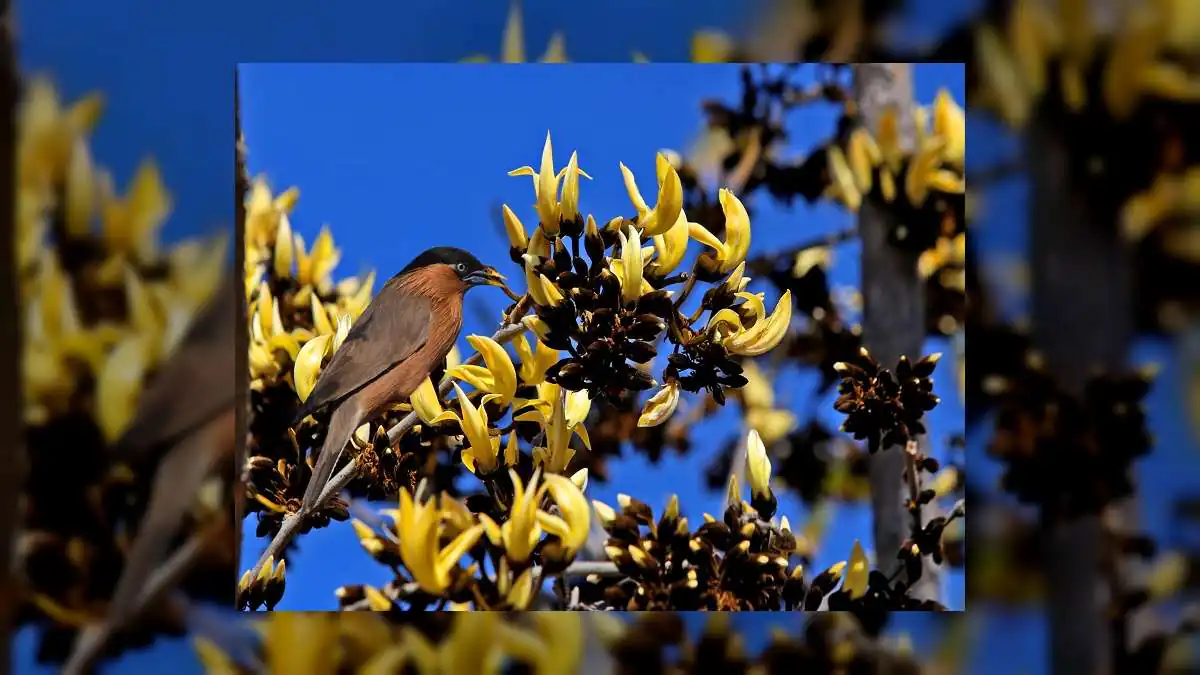Rare Yellow Palash Blooms in Rajasthan, Draws Attention in Sawai Madhopur