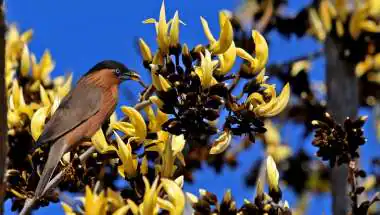 Rare Yellow Palash Blooms in Rajasthan, Draws Attention in Sawai Madhopur