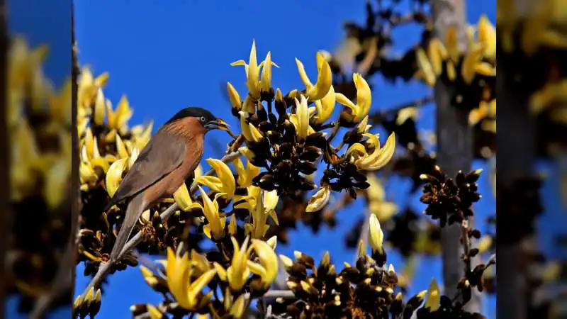 Rare Yellow Palash Blooms in Rajasthan, Draws Attention in Sawai Madhopur