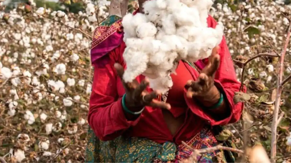 Cotton Duty Debate Intensifies Between Textile and Agriculture Ministries