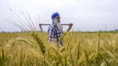 India Resumes Wheat Exports After 4 Years, First Shipment Heads to United Arab Emirates