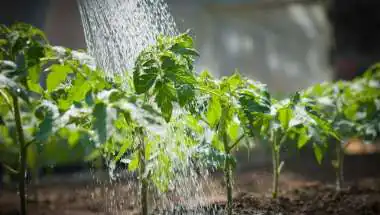 Don’t Overwater! The Right Way to Save Your Plants in Extreme Heat