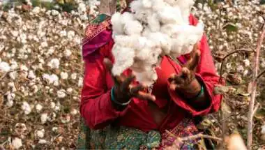 Cotton Duty Debate Intensifies Between Textile and Agriculture Ministries
