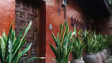 Indoor Plants Can Reduce Dependence on ACs and Coolers During Summer