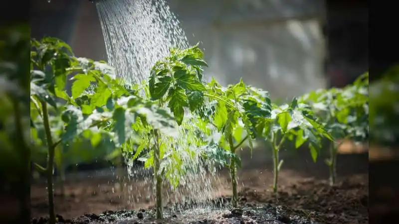 Don’t Overwater! The Right Way to Save Your Plants in Extreme Heat