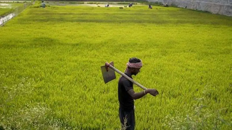 Zaid Sowing Nears Completion at 86 Lakh Hectares, Up 3% - Paddy and Mung Bean Area Dip