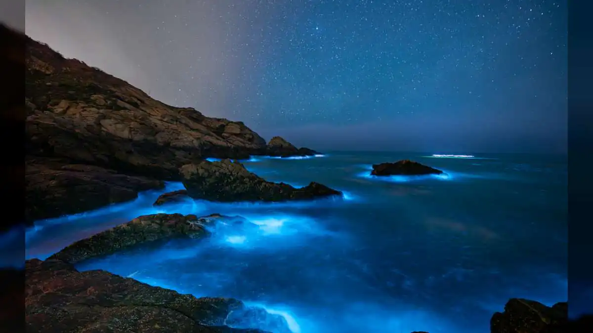Want to See Glowing Blue Waves? These Indian Beaches Offer a Magical Bioluminescence Experience