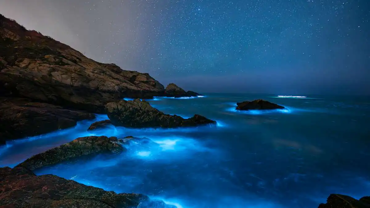 Want to See Glowing Blue Waves? These Indian Beaches Offer a Magical Bioluminescence Experience