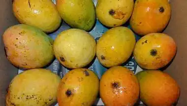 India's Best Mango Tourism Destinations: From Konkan's Alphonso to Andhra's Banganapalli