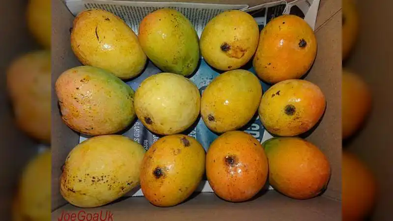 India's Best Mango Tourism Destinations: From Konkan's Alphonso to Andhra's Banganapalli