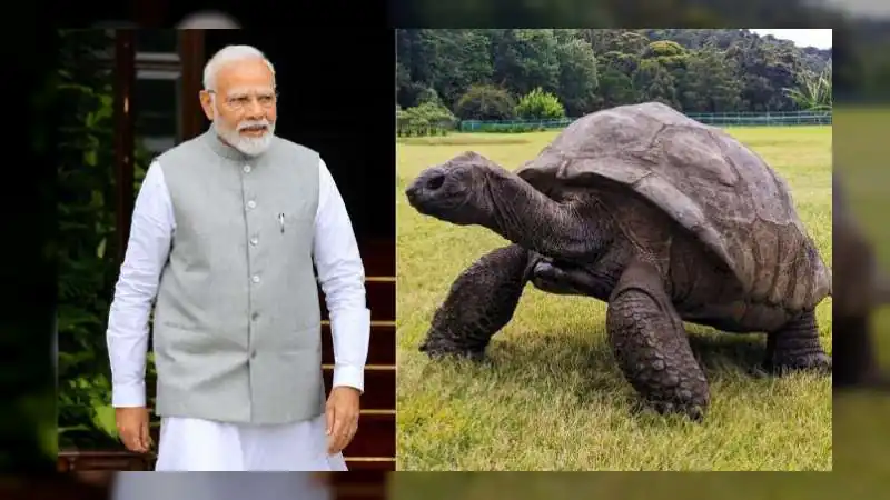 PM Modi Meets Jonathan, World's Oldest Living Land Animal, During State Visit to Seychelles